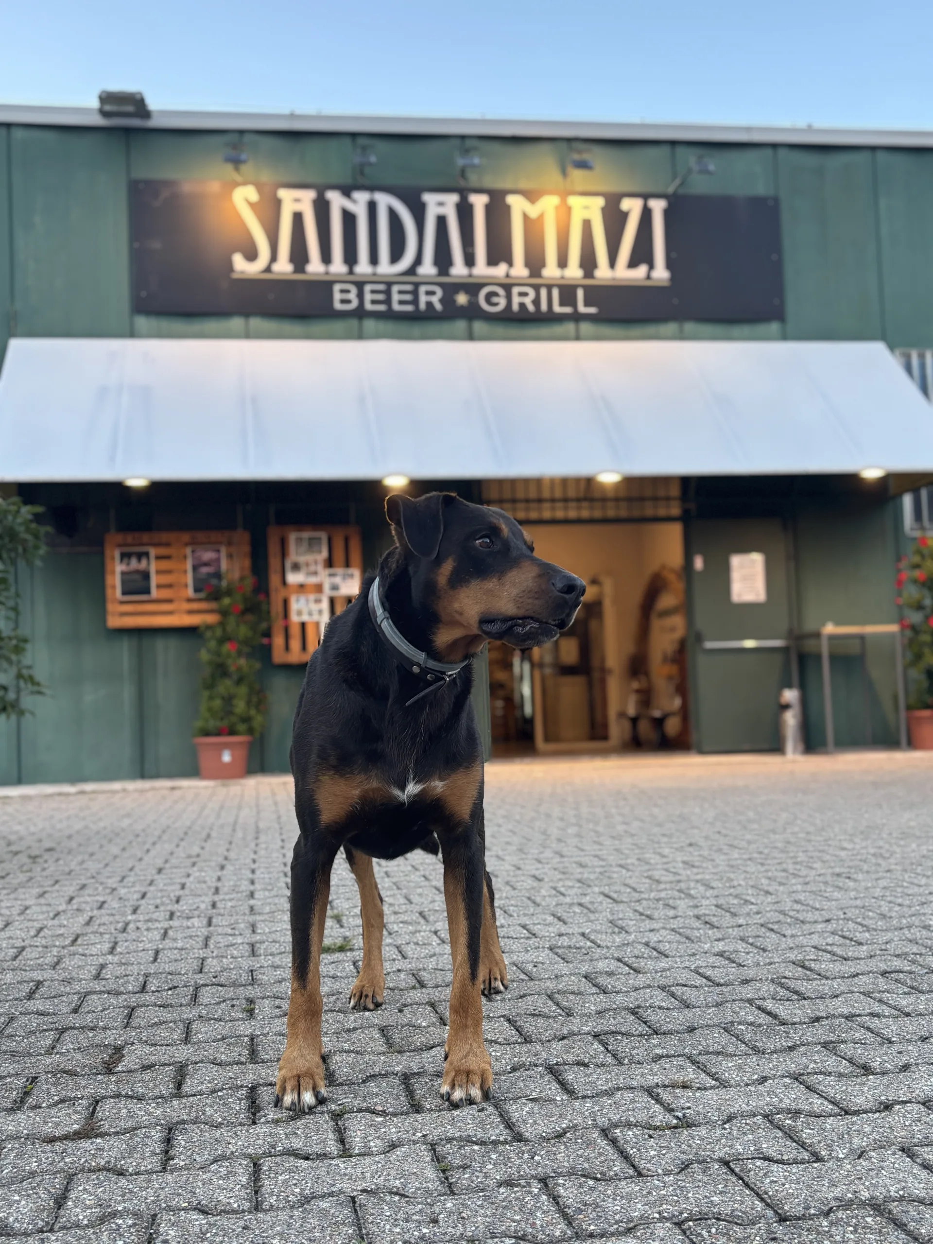 Il cane davanti all'ingresso del Sandalmazi